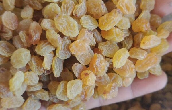 Golden Raisins (Round Kishmish)
